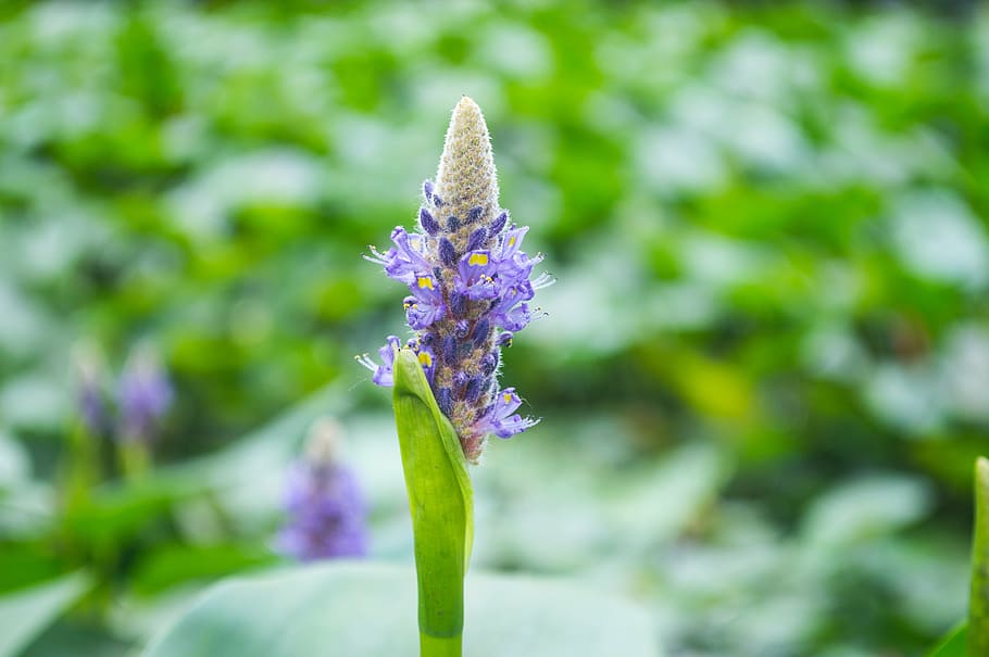 pequeña flor, jardín, parque, las plantas y flores, pequeñas flores sin  nombre, flores, planta floreciente, flor, púrpura, planta | Pxfuel