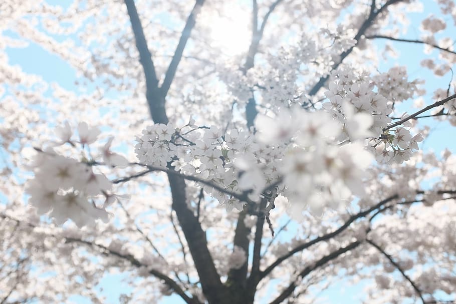 cherry, blossom, tree, low, angle photography, white, petaled, flowering, blossoms, trees