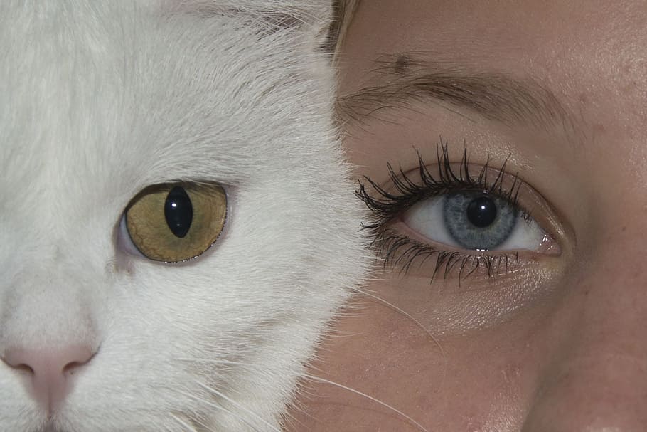 cara de mujer, al lado, blanco, gato de piel, ojos, gato, cara, niña, humano, gatos