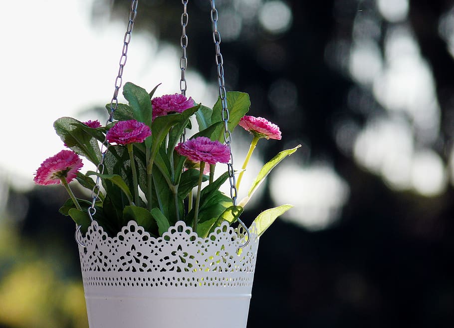 merah muda, tanaman berbunga, pot, bunga, keranjang gantung, pekebun, pot bunga, implantasi, warna, taman