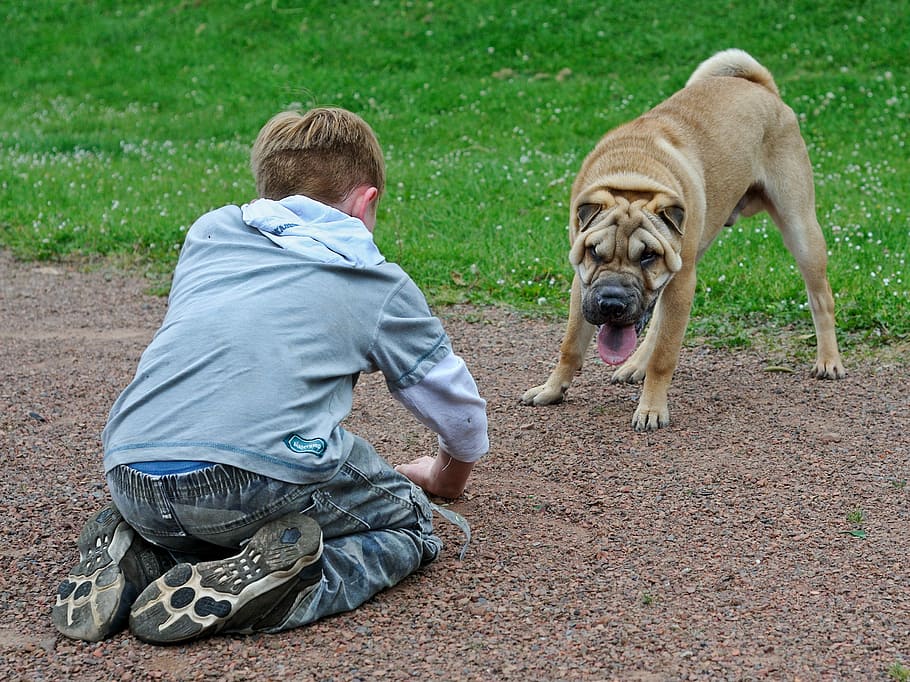 Child, Dog, Play, Sharpei, dog, play, pets, outdoors, animal, people, friendship