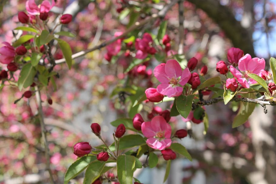 crabapple, pink, tree, flowering, flower, spring, springtime, blossom, petal, branch
