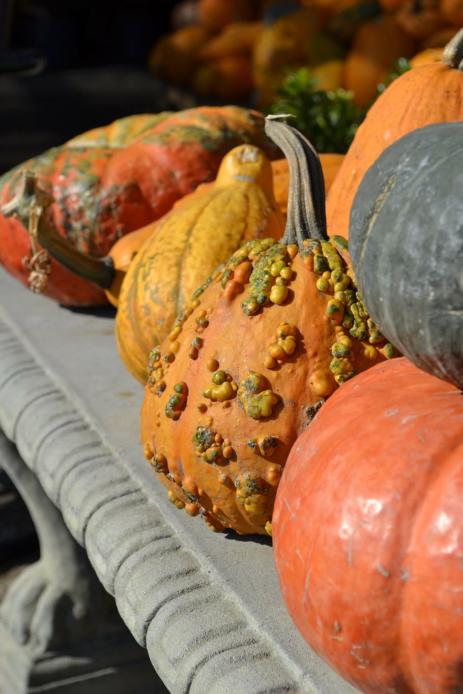 pumpkins, gourds, autumn, fall, harvest, decoration, food and drink, food, freshness, vegetable