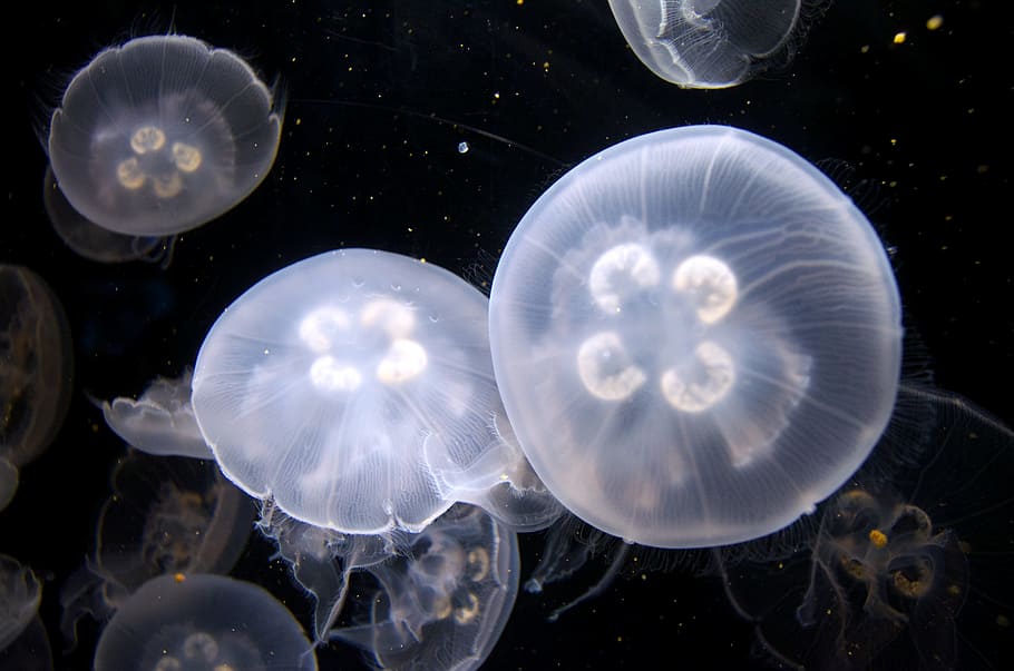 jelly fish, jellyfish, aquarium, underwater, peaceful, sea life, jellies, animals in the wild, animal wildlife, marine