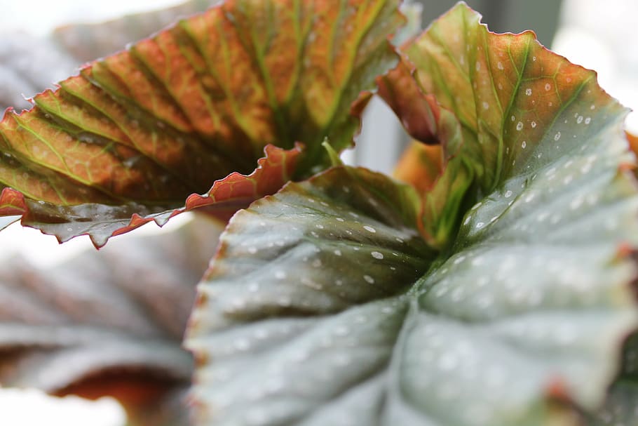 begonia, leaf, leaves, nature, plant, autumn, red, season, close-up, plant part