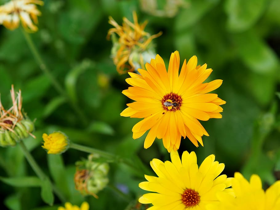 caléndula, flor, jardín, jardinería, naranja, caléndula officinalis,  floración, naturaleza, flor amarilla, planta medicinal | Pxfuel