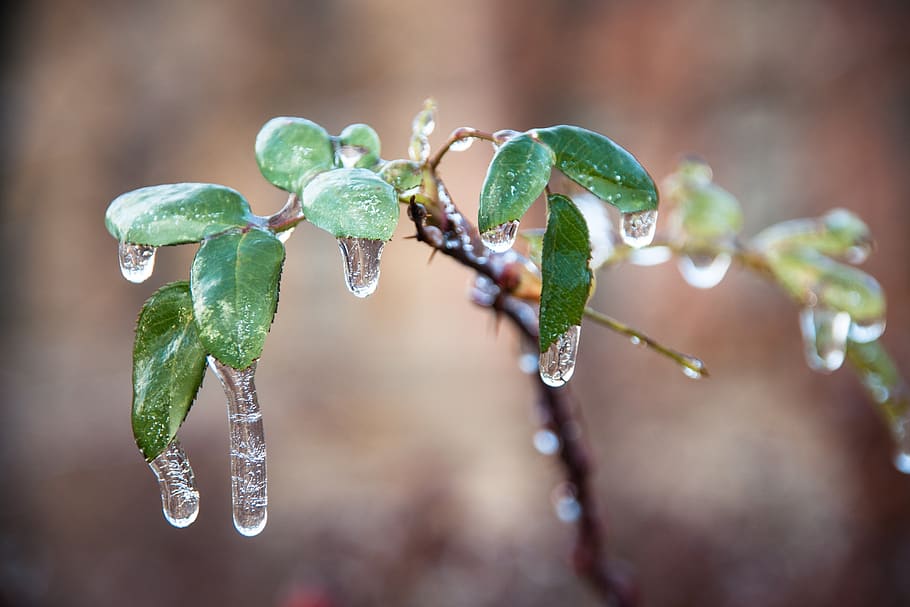 plant, ice, zing rain, nature, winter, frost, cold, frozen, close up, leaf