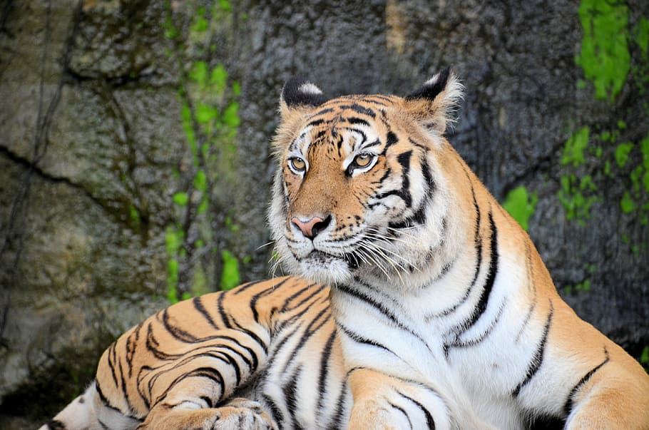 tigre de sumatra, tigre, animal, animais selvagens, jardim zoológico, temas animais, felino, gato grande, mamífero, gato