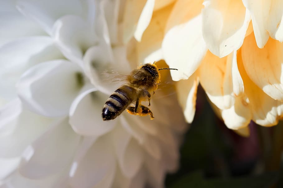 close-up photography, honeybee perching, white, petaled flower, hover fly, insect, animal, fly, mist bee, on approach