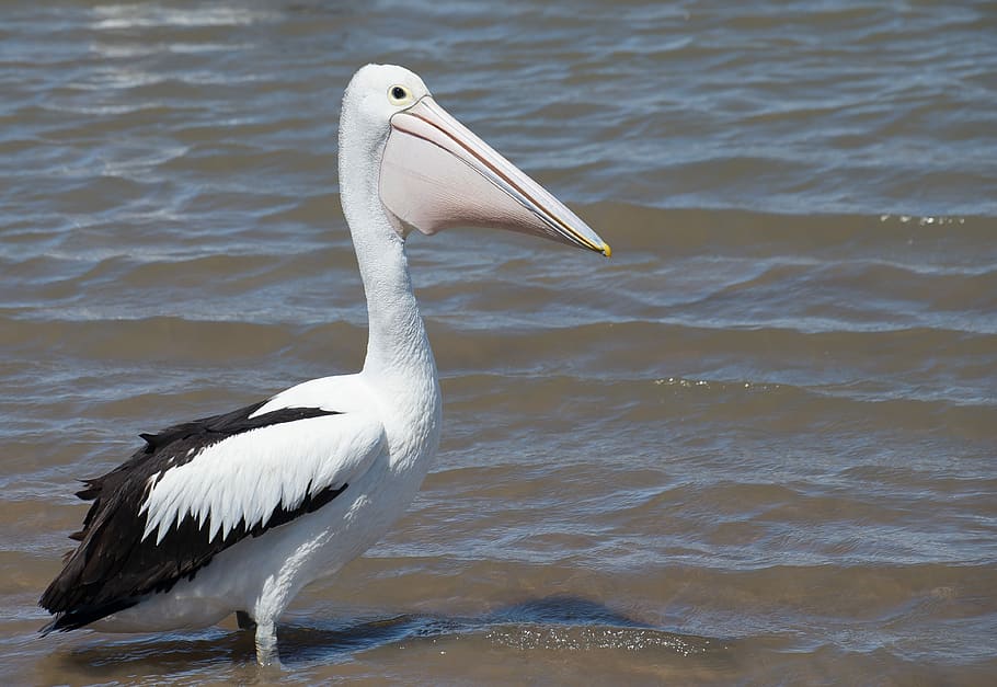 Australian Pelican, Sea Bird, Animal, wildlife, pelican, waterbird, bird, animals in the wild, animal wildlife, white color