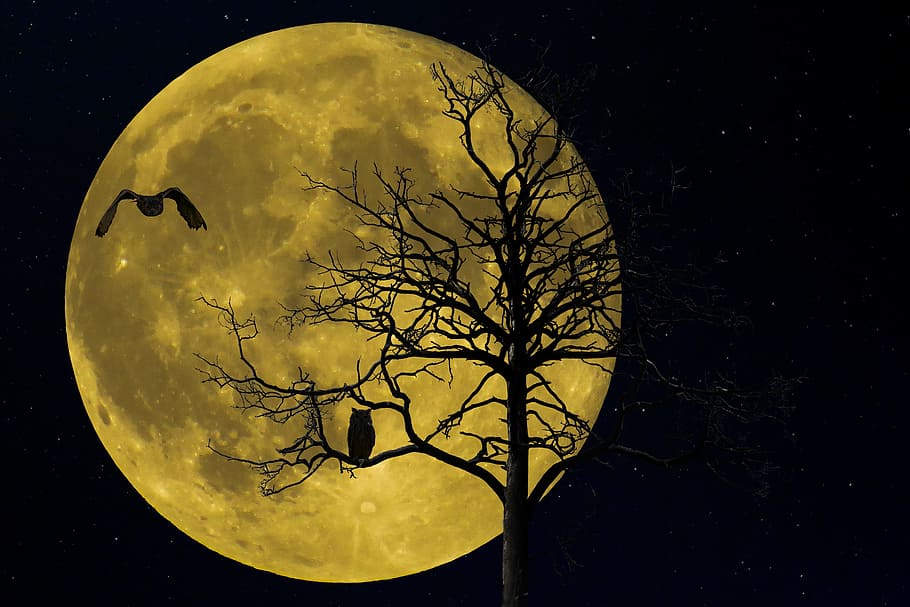 silhouette, moon, trees, nighttime, nature, landscape, tree, winter, night, bird