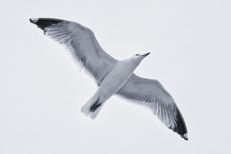 seagull, bird, sea, flight, nature, animal, ali, sky, ala, dom