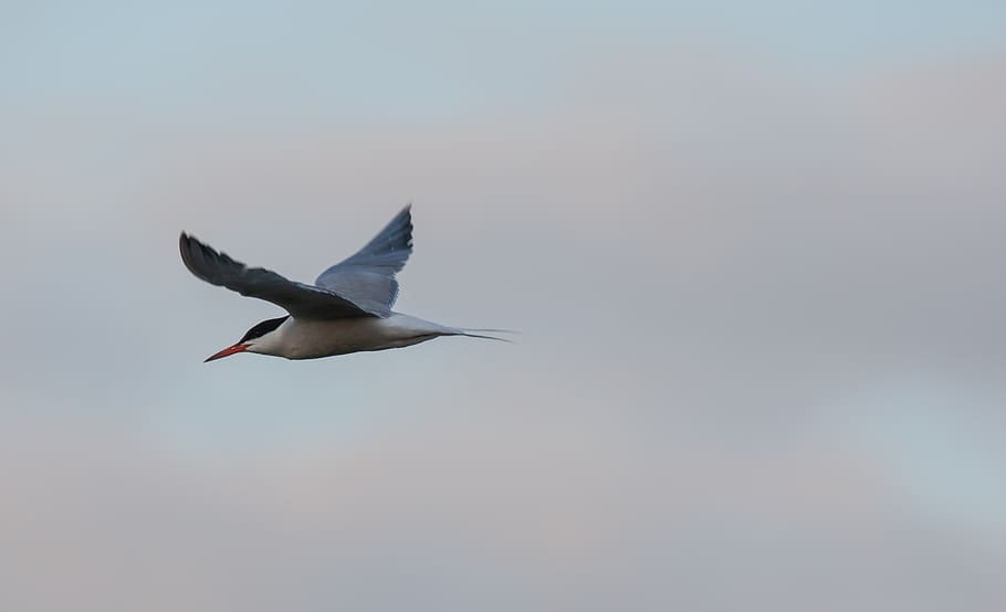 arctic tern, sea swallow, sea bird, fishing, bird, red beak, lake, diving, tern, feeding