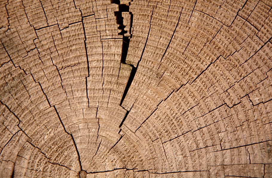 madera marrón, anillos anuales, árbol, madera, sección transversal, antiguo, fondo, textura, madera de la frente, grano