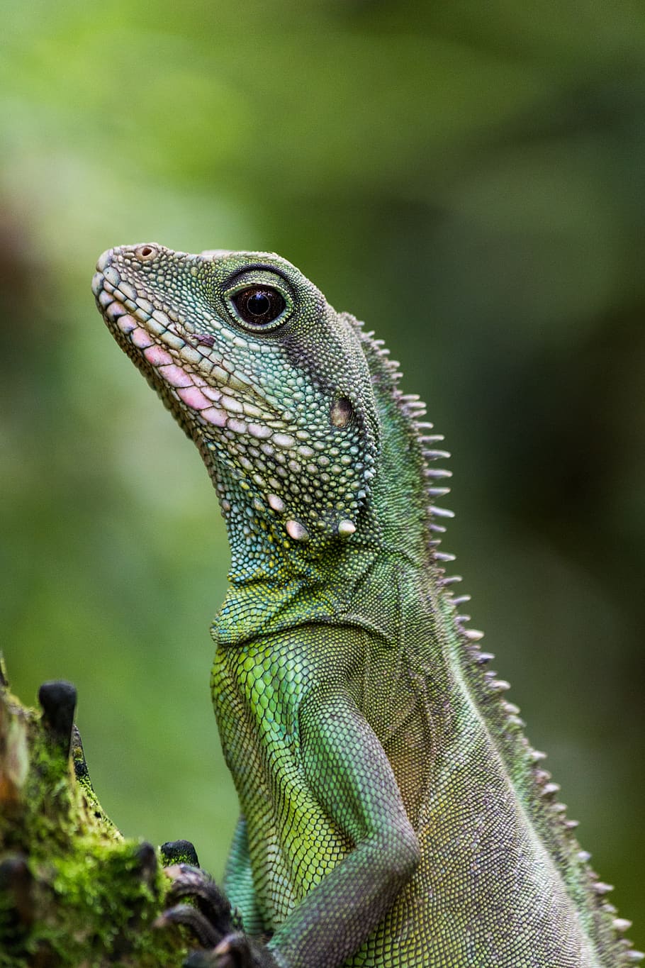lizard, close up, green, scale, animal, iguana, nature, reptile, head, animal themes