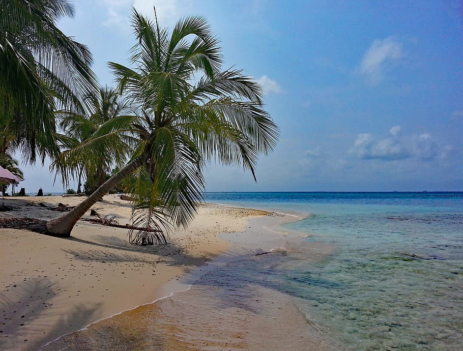 coconut tree, white, sand beach, isla diablo, san blas, panama, guna yala, caribbean, island, palm trees