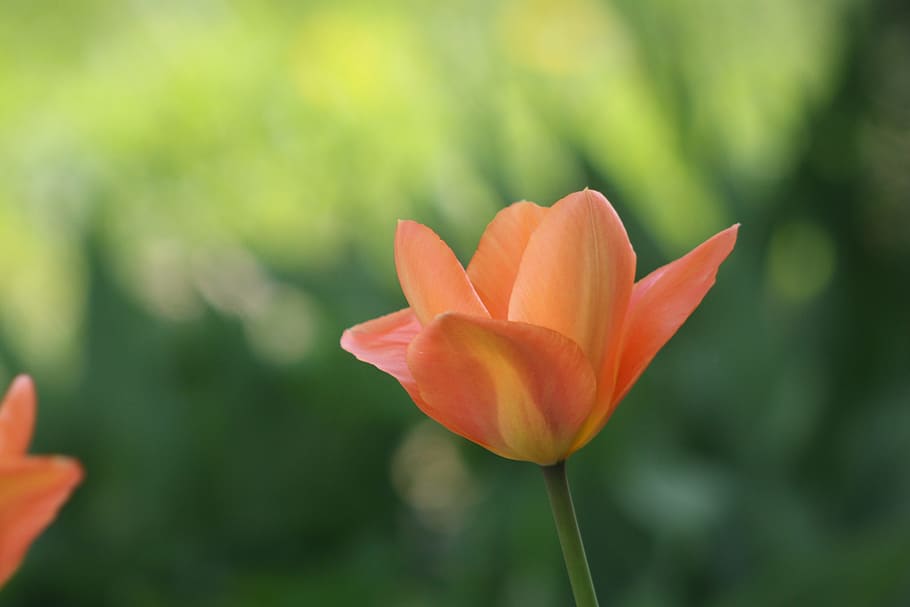 Тюльпаны глубина. Orange field.