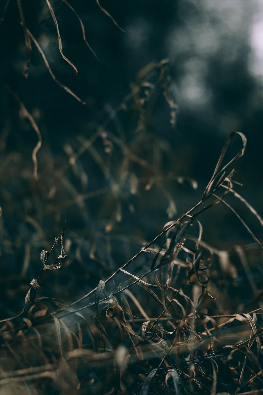 selective, focus photo, withered, grass, dry, branch, outdoor, dark, blur, bokeh