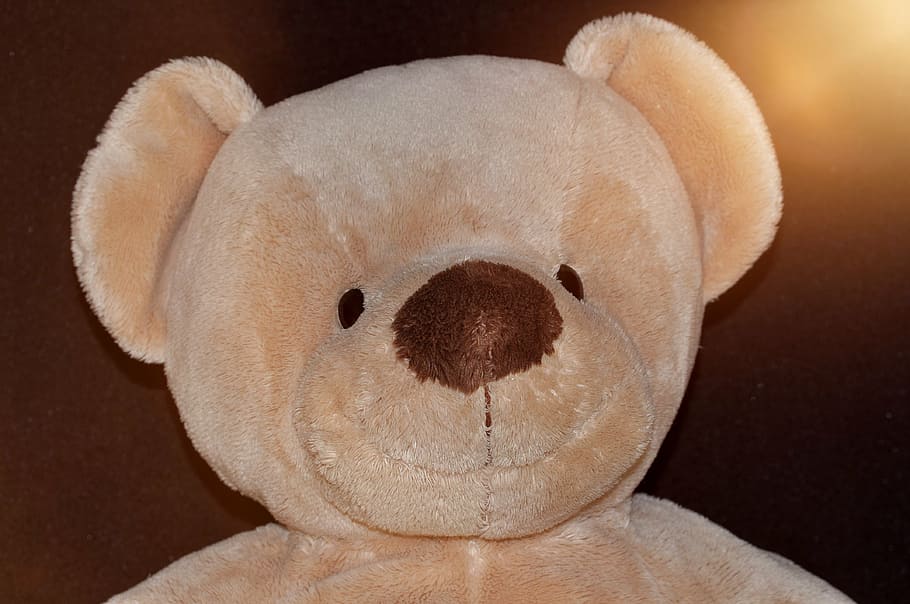 teddy bear, teddy, soft, fluffy, popular, beige, portrait, lighting, close, boneka mainan