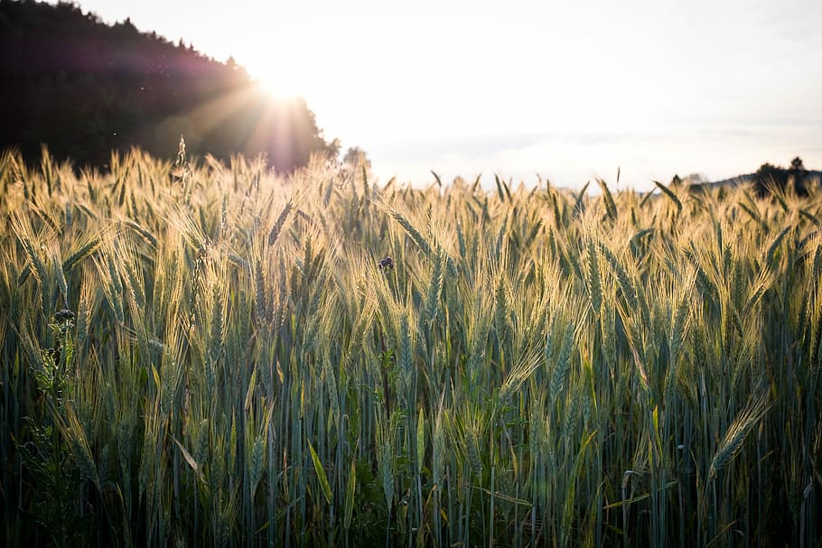 cereals, barley, wheat, spike, field, green, barley field, ear, nature, agriculture