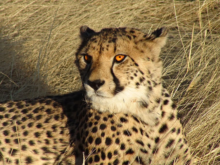 negro, marrón, leopardo, Namibia, guepardo, felino, vida silvestre, naturaleza, exterior, primer plano