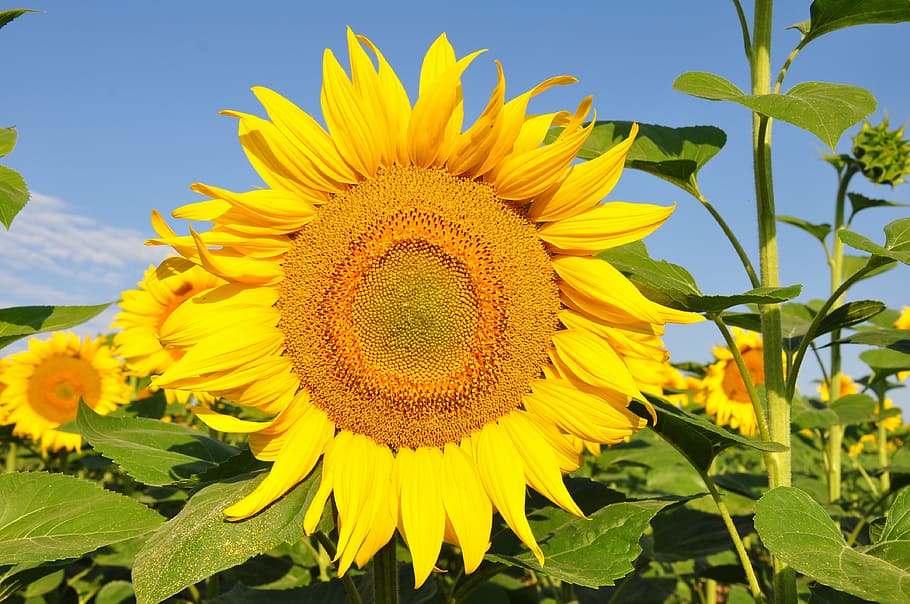girasol, flor amarilla, campo de girasol, naturaleza, amarillo, agricultura, verano, planta, cielo, al aire libre