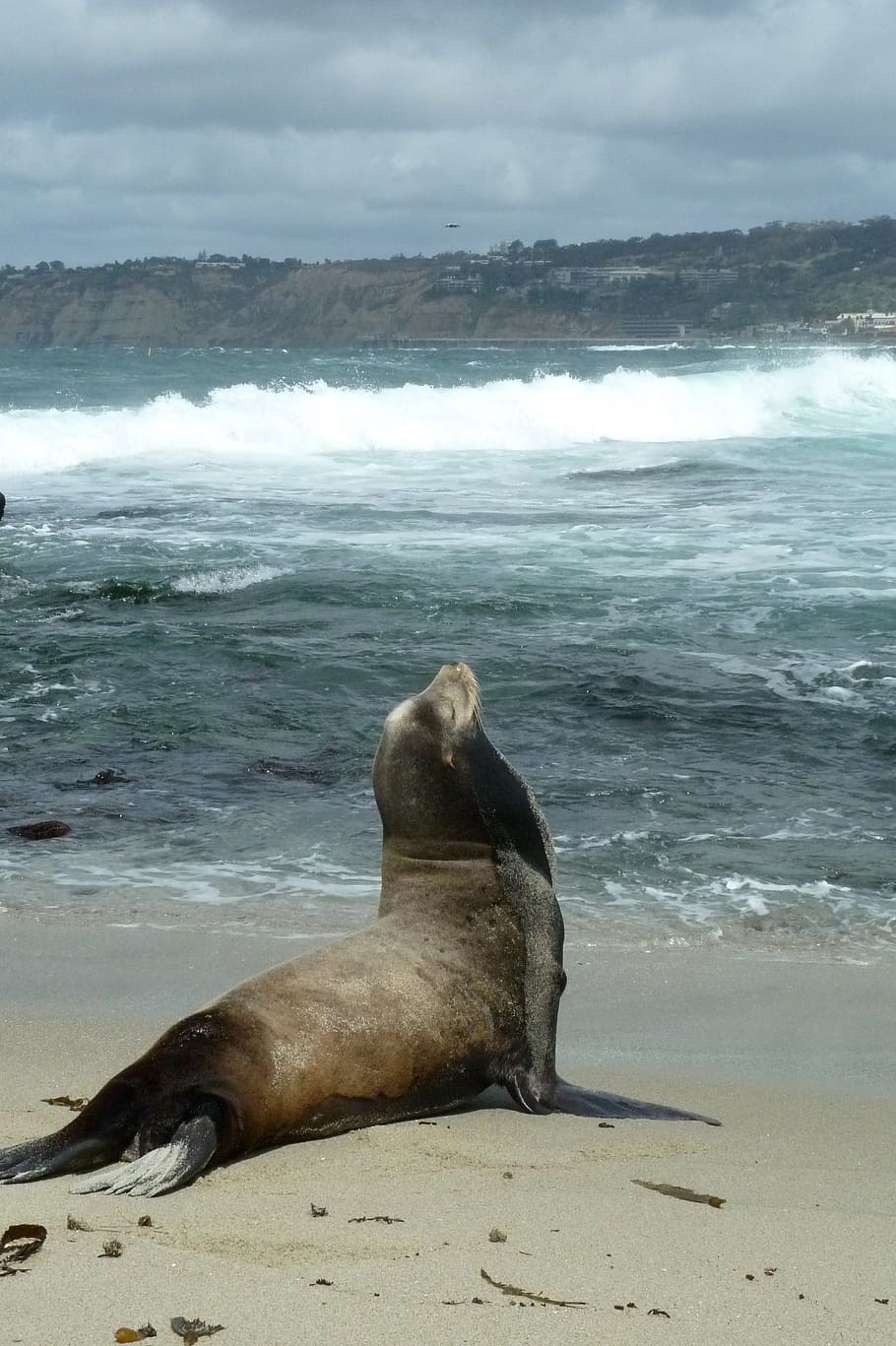 leão-marinho, praia, costa, San Diego, animais selvagens, natureza, mamífero, oceano, selvagem, aquático