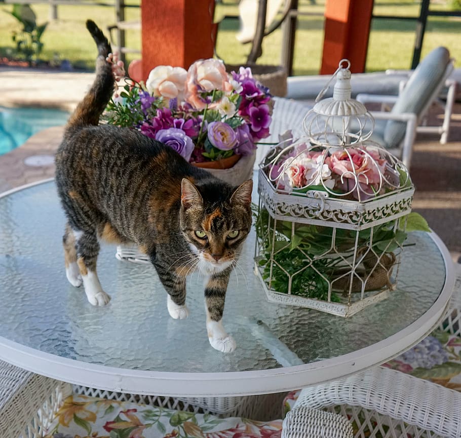 Calico, gato, de pie, mesa de patio de cristal, felino, lindo, animal, doméstico, kitty, mascota