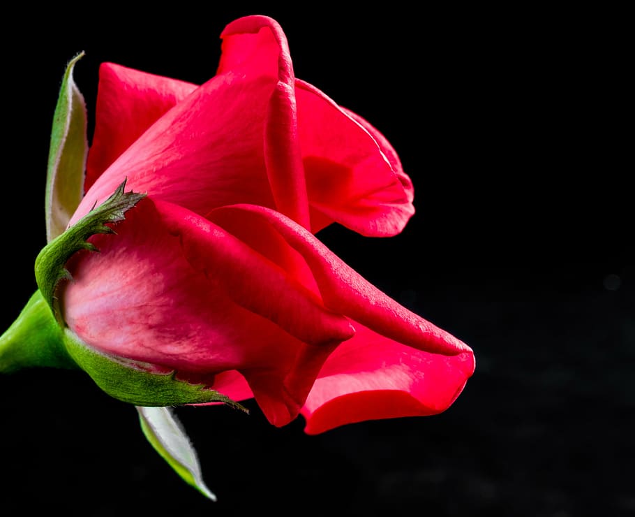 rose, red rose, flower, blossom, bloom, petal, nature, plant, red, close-up