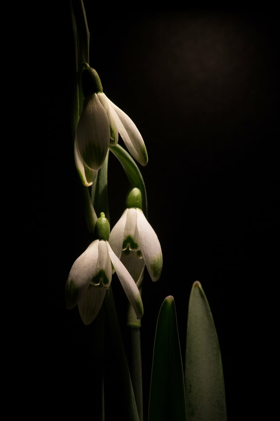 snowdrop, macro, white flowers, spring, plant, flower, flowering plant, beauty in nature, growth, studio shot