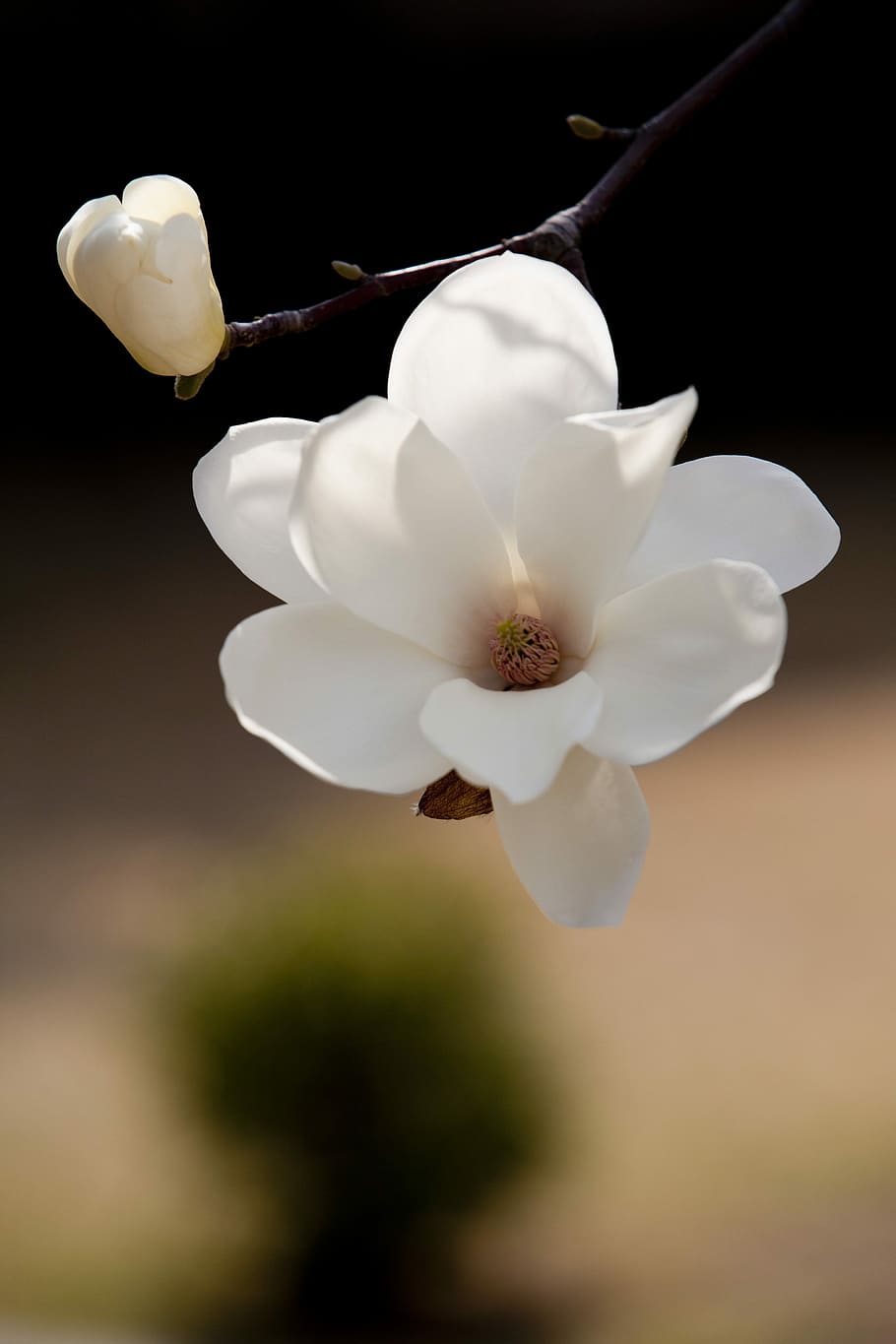 primer plano, fotografía, blanco, flor de magnolia, flores de primavera, magnolia, flores, naturaleza, primavera, plantas