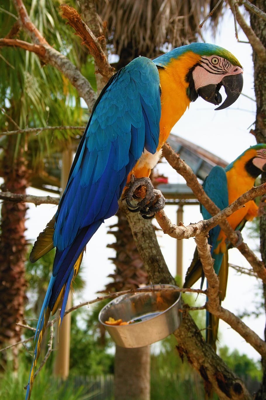 macaw, bird, blue, gold, nature, beak, wings, perch, animal themes, vertebrate