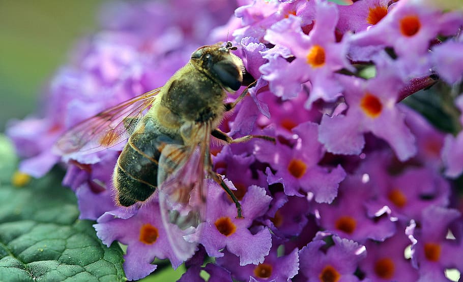 hoverfly, dung fly, nectar search, collect nectar, suck, blooms of butterfly lilac, buddleja davidii, summer lilac, ordinary summer lilac, butterfly bush