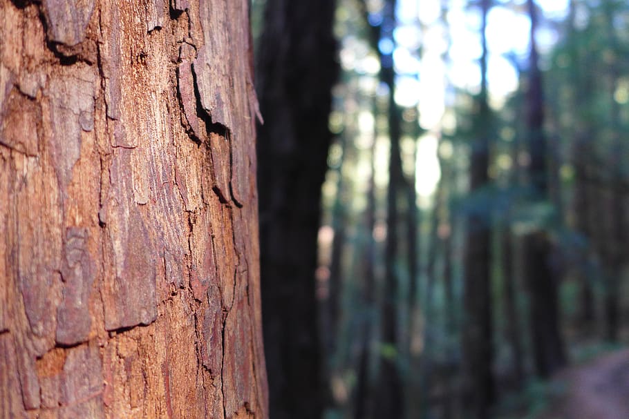 sequoia, bark, tribe, powerful, wood, huge, log, nature, forest, lighting