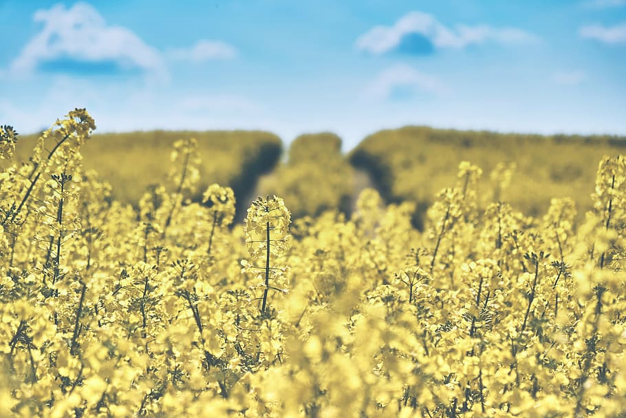 yellow, rapeseed, flower, field, selective-focus, daytime, field of rapeseeds, oilseed rape, landscape, coast