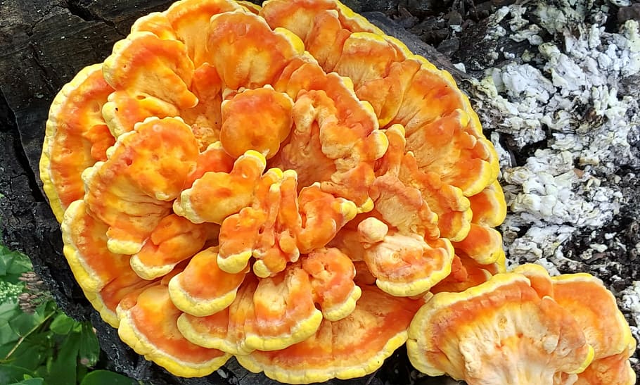 mushroom, edible, laetiporus, orange, freshness, food, close-up, food and drink, healthy eating, high angle view