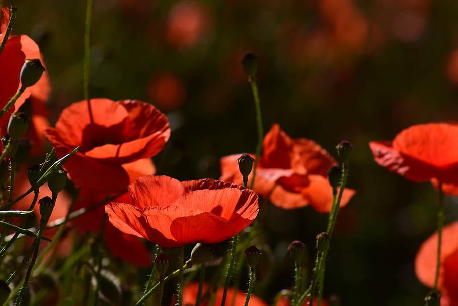 closeup, photography, red, poppy flowers, poppy, field of poppies, klatschmohn, red poppy, thriving mohnfeld, nature