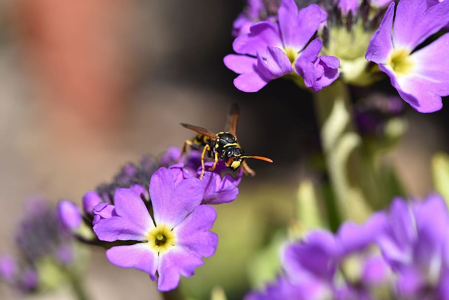 Primrose, Drumstick, Flower, Purple, spring flower, early bloomer, garden, nature, field wasp, insect