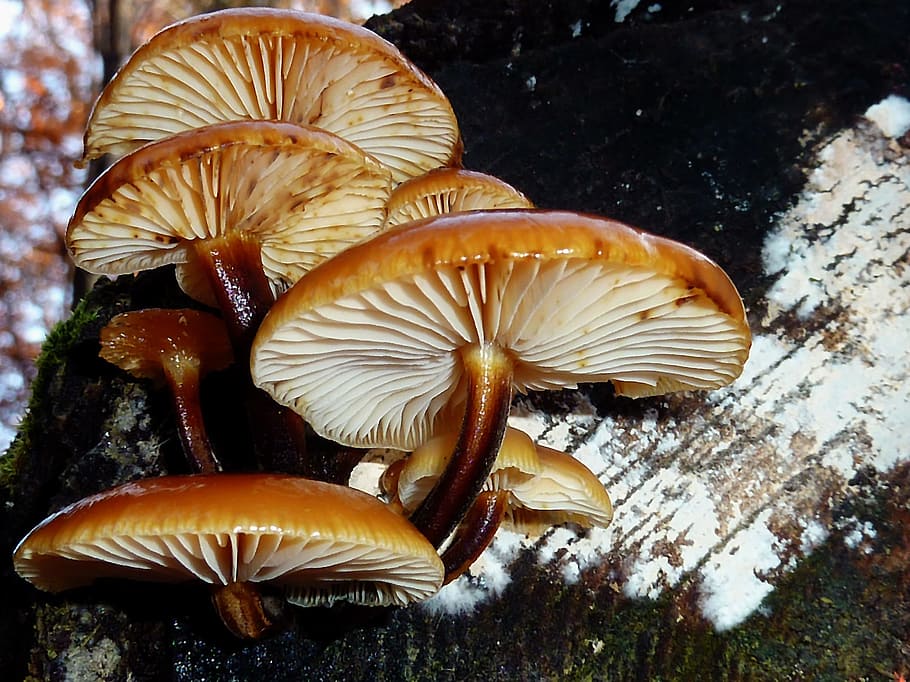 茶色 きのこフォーカス写真 きのこ 森 秋 自然 有毒 きのこ狩り 苔 木菌 Pxfuel