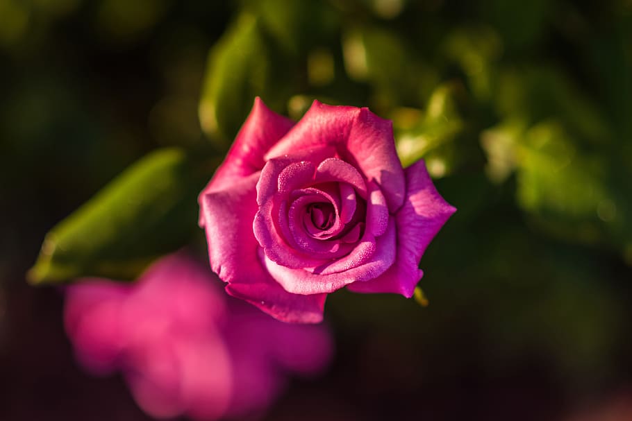 shot, pink, rose, flower, Closeup, pink rose, nature, flowers, roses, rose - Flower