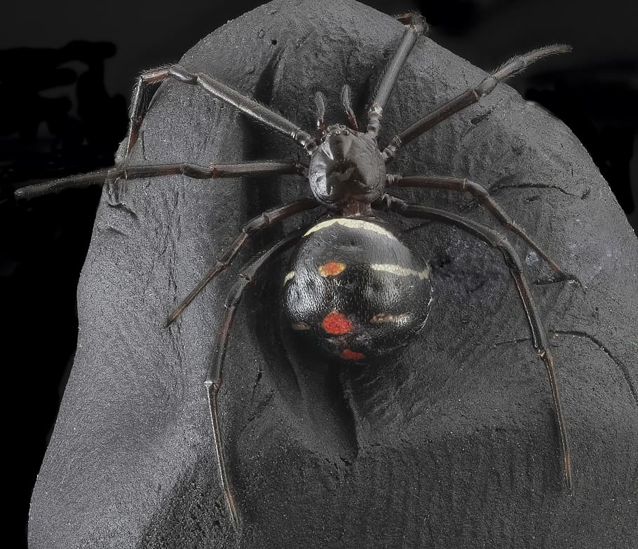 black, red, plastic spider halloween decor, black widow spider, arachnid, macro, poisonous, scary, nature, venomous