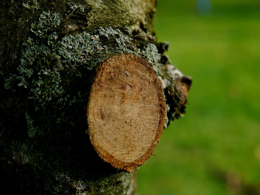 tree, branch, sawed off, green, nature, tree pruning, close-up, forest, textured, wood - material