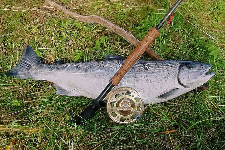 salmón, caña, carrete, alaska, pesca, pescado, río, captura, naturaleza, pescador