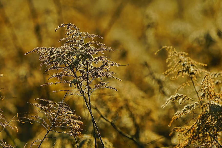 nature, autumn, plant, late goldenrod, canadian goldenrod, faded, evening light, flying seeds, mood, atmospheric