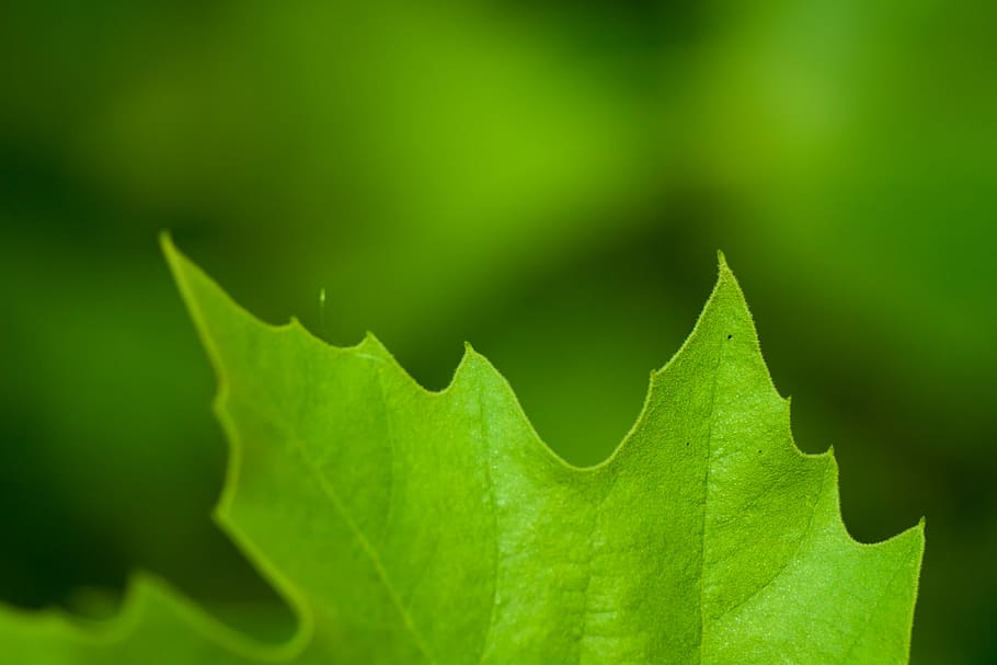 shallow, focus photography, green, leaf, Letter, Fresh, Detail, spider veins, abstract, blurry