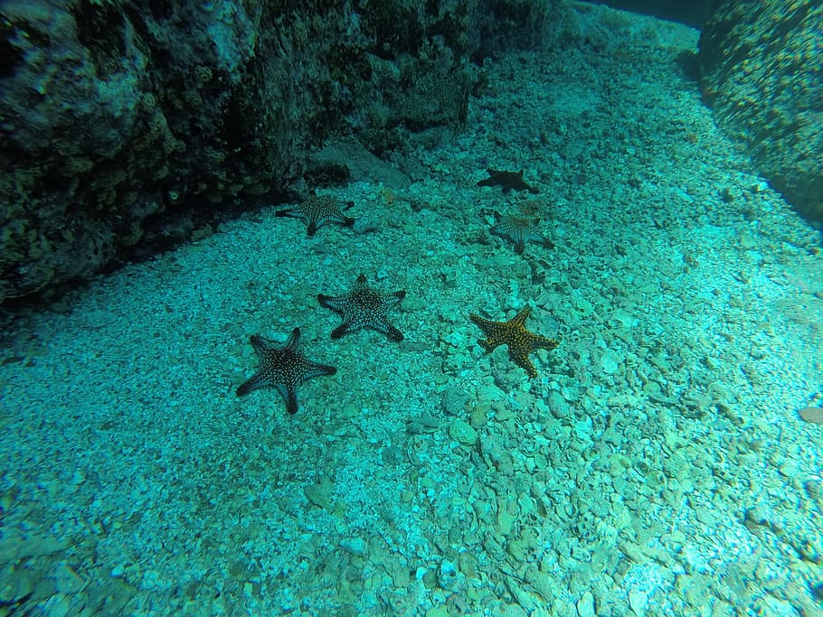 Sea Star, Sea ​​Bottom, Diving, Nature, sea, ocean, marine, aquarium, fish, water