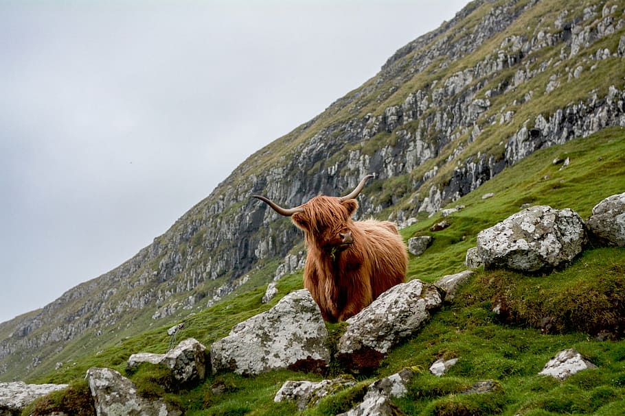 yak, standing, grass field, nature, landscape, rock, grass, green, animals, highlands
