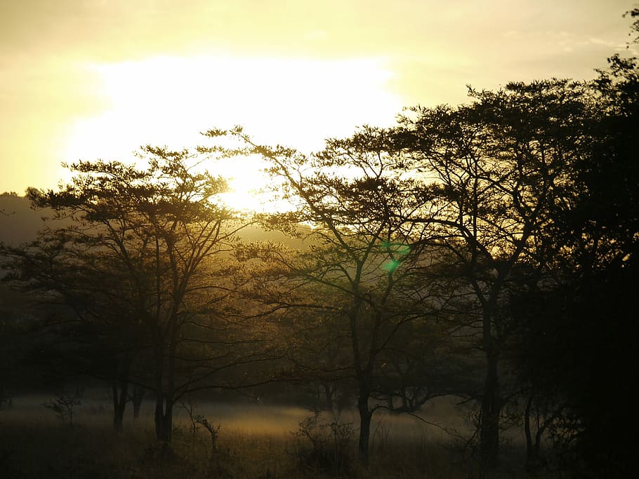Acacia, madera, Uganda, madera de acacia, morgenstimmung, niebla terrestre, lago mburro, luz, árboles, estado de ánimo