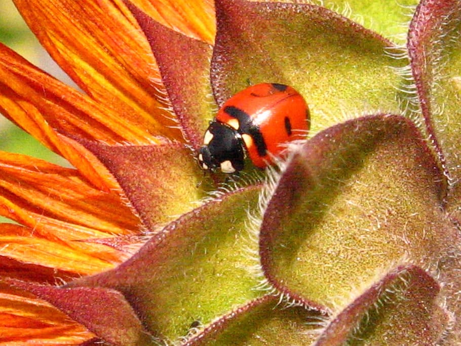 ladybug, orange, flower, orange flower, beetle, sunflower, insect, macro, close up, nature