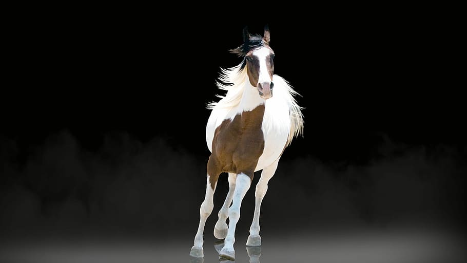 white, brown, horse, galloping, black, background, wallpaper, hours, running, frame